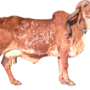 Importance of Gir Cow! What is Gir Cow?