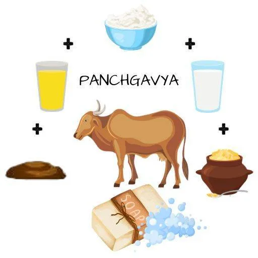 Panchagavya soap