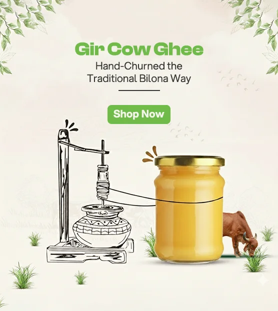 Gir Cow Ghee - Bilona Method